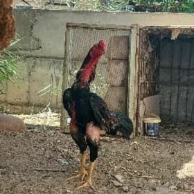 horaz