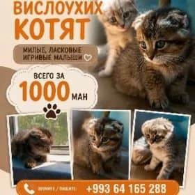 котята