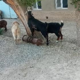 Geçi