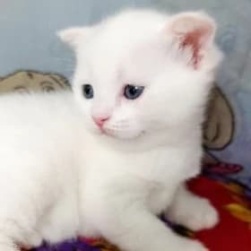 котята