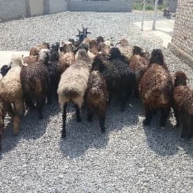 Tokly we Goýun,Geçi,çebiş