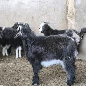 Çebiş