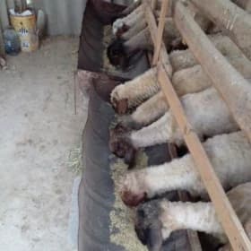 işşek