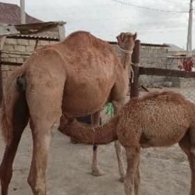 köşekli düýe