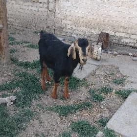 çebiś