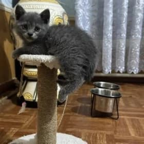 Кошка