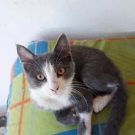Домашний котенок Том