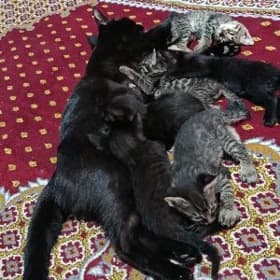 отдам в добрые руки