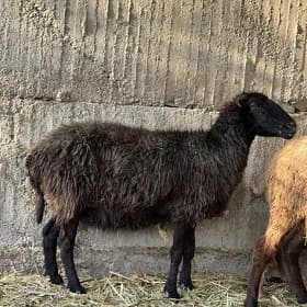 Garakol Goyyn guzy şewis