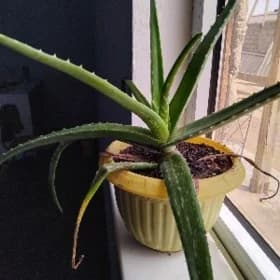 ALOE VERA