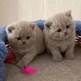 котята