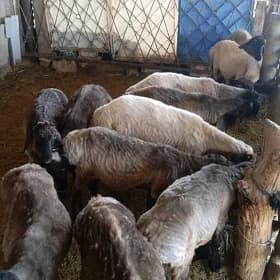bakymda duran türkmen toklular