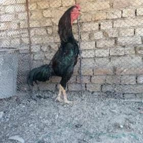 horaz