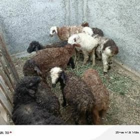 guzy berre işek гоюн