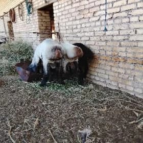 Kockarlar
