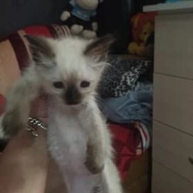 котёнок
