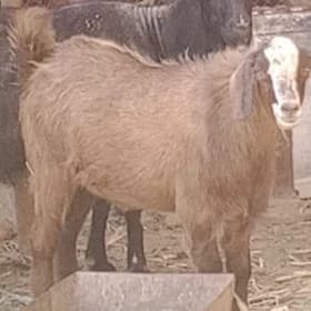 geçi teke