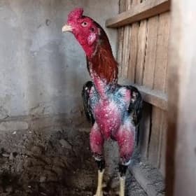 horaz