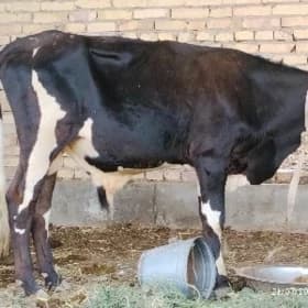 okuz meydan