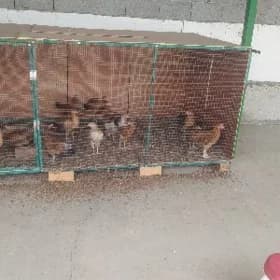Tovuk ketek