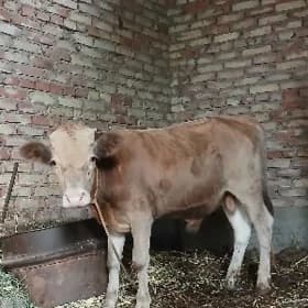 Öküzler Șiwet 4 sany