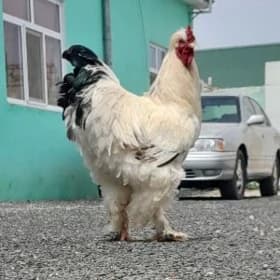 Horoz brama