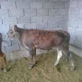 okuzler 2sany
