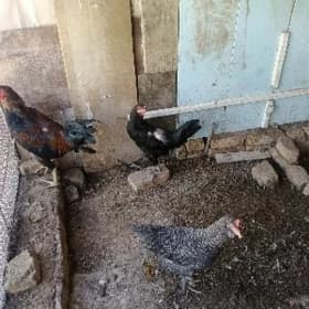 Талхан базар 1 коче