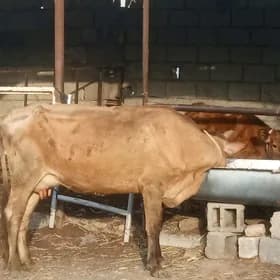 goleli sygyr