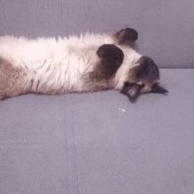 кошка