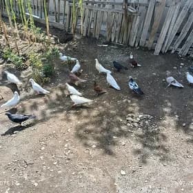 kepderi