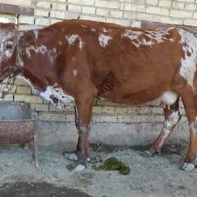 Bogaz sygyr