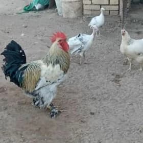 Horaz