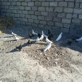 kepderi голуби
