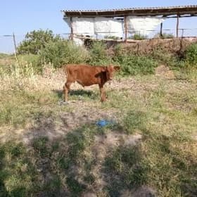 okuzce