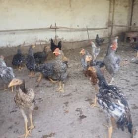 Daminand jüýjeler🐥