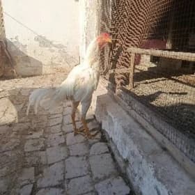 horaz