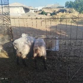 tohumlyk goçlar