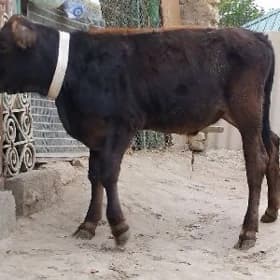 🐂🐂 ŞWES OKŪZ TOHUM ARASSA🐃