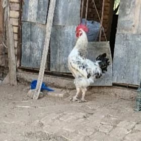 ýaş brama horoz