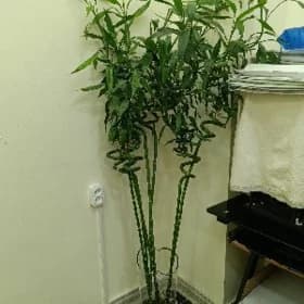 bambuk Бамбук