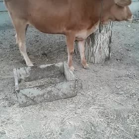 tuwe