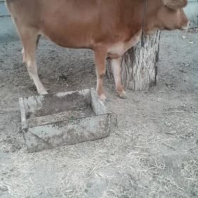 tuwe yeri baherden