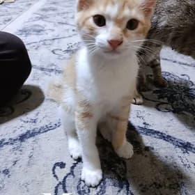 В добрые руки котята (pişikler)