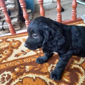 Arassa rus spaniel