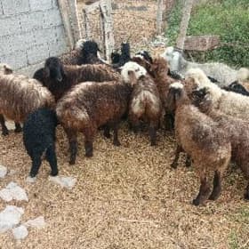Berre tokly we Geçi