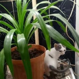 котята