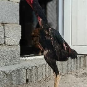 Maýak