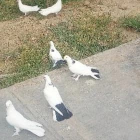 Kepderi