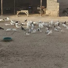 kepderi
